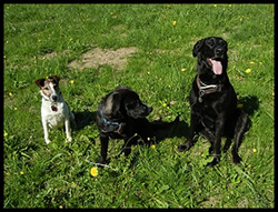 3 auf einer Wiese sitzende Hunde